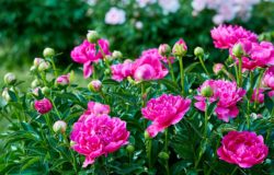 Focus sur Le Jardin de Julie, où la passion des fleurs envahit une rue de Mulhouse, avec un savoir faire parfait.